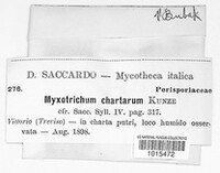 Myxotrichum chartarum image